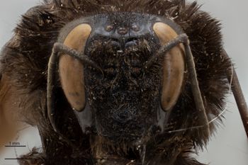 Media type: image;   Entomology 804575 Aspect: head frontal view